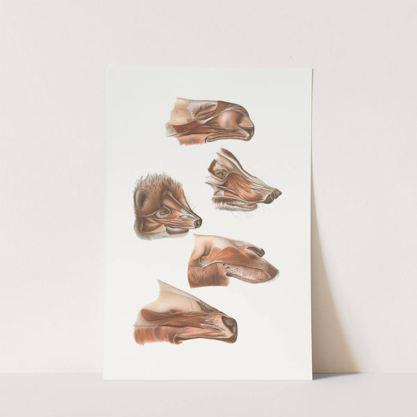 Fore End Of Head Of Elk, Nasua, Dromedary, Erinaceus,Wapiti by Johan Erik Vesti Boas