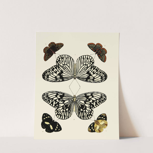 Foreign butterflies occurring in the three continents Asia, Africa and America Pl.001 (1779-1782) by Pieter Cramer