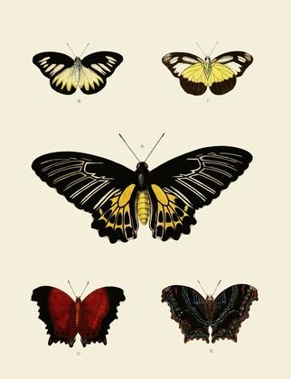 Foreign butterflies occurring in the three continents Asia, Africa and America Pl.003