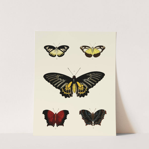 Foreign butterflies occurring in the three continents Asia, Africa and America Pl.003 (1779-1782) by Pieter Cramer