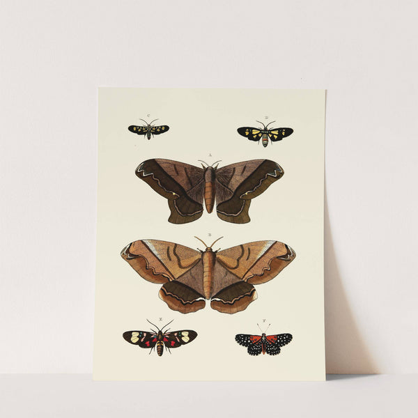 Foreign butterflies occurring in the three continents Asia, Africa and America Pl.005 (1779-1782) by Pieter Cramer