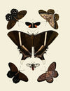 Foreign butterflies occurring in the three continents Asia, Africa and America Pl.006