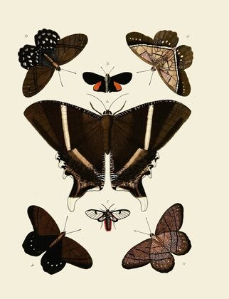 Foreign butterflies occurring in the three continents Asia, Africa and America Pl.006