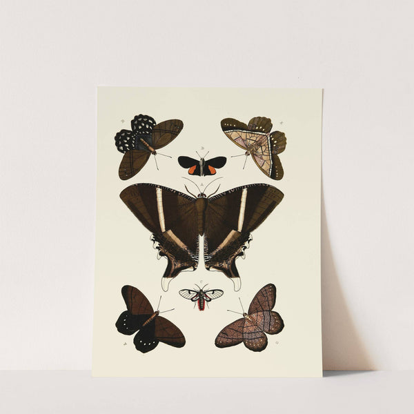 Foreign butterflies occurring in the three continents Asia, Africa and America Pl.006 (1779-1782) by Pieter Cramer