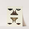 Foreign butterflies occurring in the three continents Asia, Africa and America Pl.007 (1779-1782) by Pieter Cramer