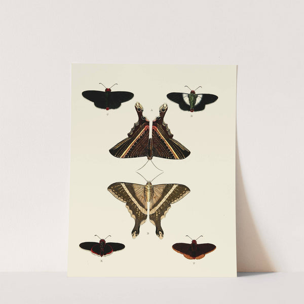 Foreign butterflies occurring in the three continents Asia, Africa and America Pl.007 (1779-1782) by Pieter Cramer