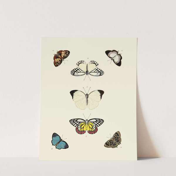 Foreign butterflies occurring in the three continents Asia, Africa and America Pl.009 (1779-1782) by Pieter Cramer