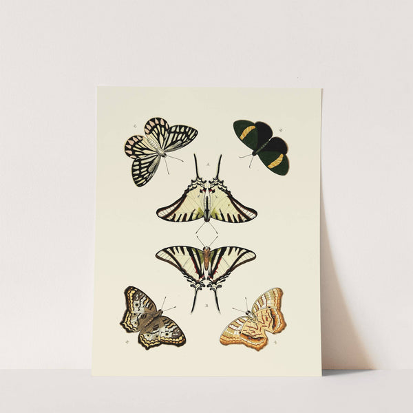 Foreign butterflies occurring in the three continents Asia, Africa and America Pl.010 (1779-1782) by Pieter Cramer