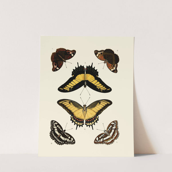 Foreign butterflies occurring in the three continents Asia, Africa and America Pl.011 (1779-1782) by Pieter Cramer