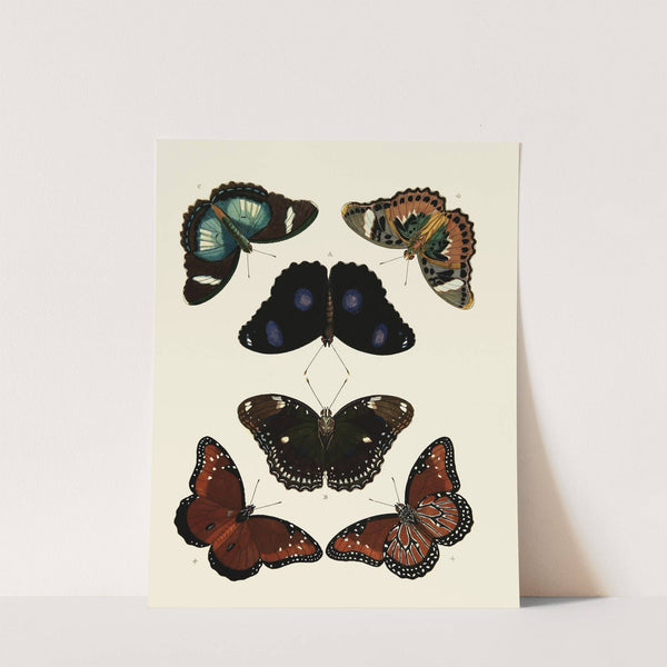 Foreign butterflies occurring in the three continents Asia, Africa and America Pl.013 (1779-1782) by Pieter Cramer