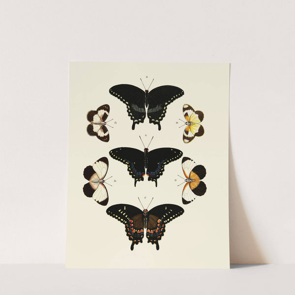 Foreign butterflies occurring in the three continents Asia, Africa and America Pl.015 (1779-1782) by Pieter Cramer