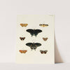 Foreign butterflies occurring in the three continents Asia, Africa and America Pl.016 (1779-1782) by Pieter Cramer