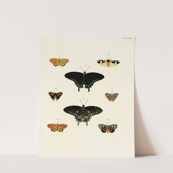 Foreign butterflies occurring in the three continents Asia, Africa and America Pl.016 (1779-1782) by Pieter Cramer