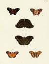 Foreign butterflies occurring in the three continents Asia, Africa and America Pl.017