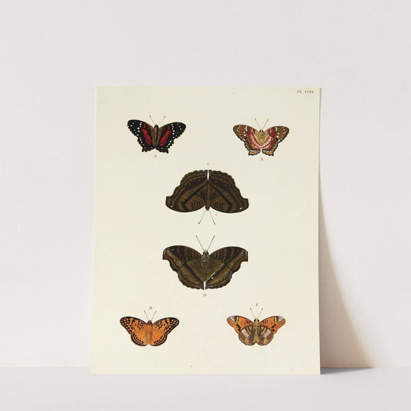 Foreign butterflies occurring in the three continents Asia, Africa and America Pl.017 (1779-1782) by Pieter Cramer