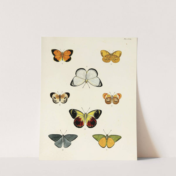 Foreign butterflies occurring in the three continents Asia, Africa and America Pl.018 (1779-1782) by Pieter Cramer