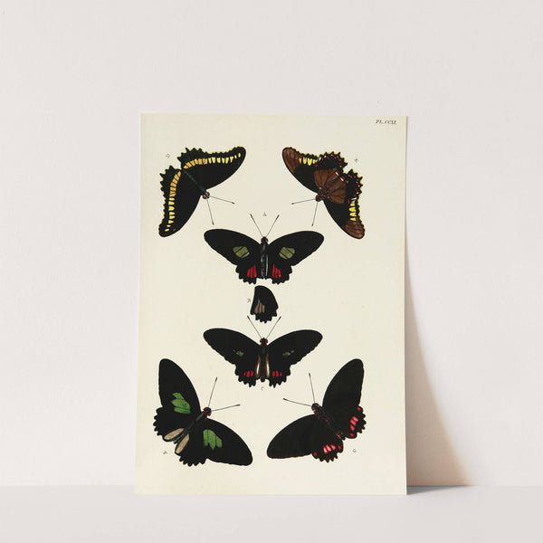 Foreign butterflies occurring in the three continents Asia, Africa and America Pl.019 (1779-1782) by Pieter Cramer