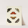 Foreign butterflies occurring in the three continents Asia, Africa and America Pl.020 (1779-1782) by Pieter Cramer
