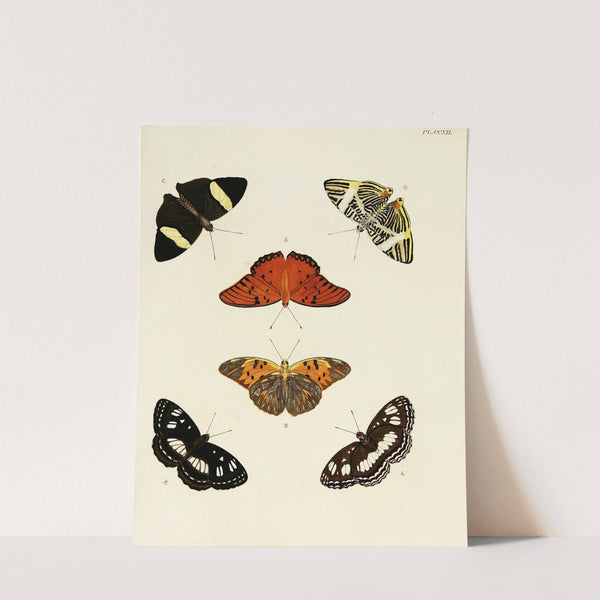 Foreign butterflies occurring in the three continents Asia, Africa and America Pl.020 (1779-1782) by Pieter Cramer