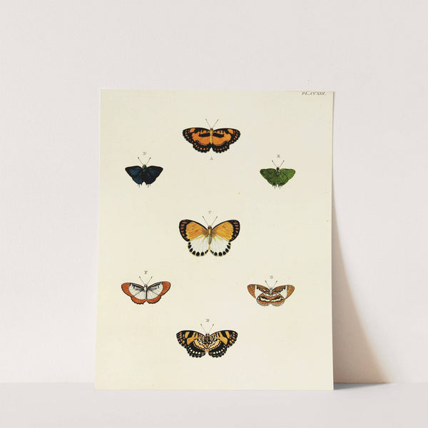 Foreign butterflies occurring in the three continents Asia, Africa and America Pl.021 (1779-1782) by Pieter Cramer