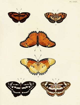 Foreign butterflies occurring in the three continents Asia, Africa and America Pl.022