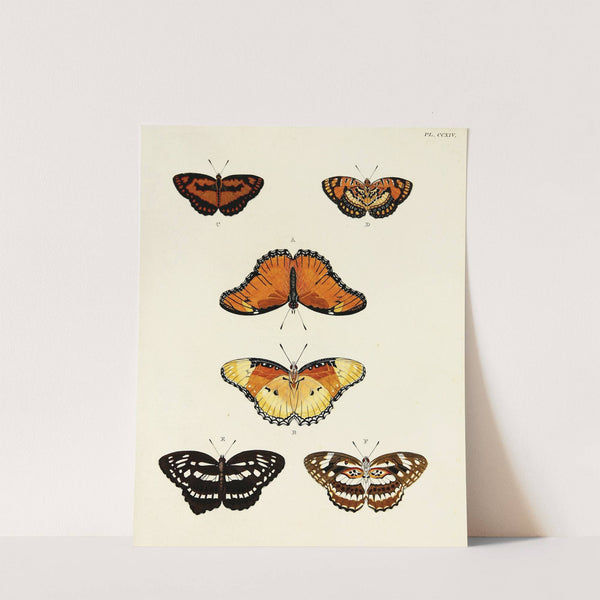 Foreign butterflies occurring in the three continents Asia, Africa and America Pl.022 (1779-1782) by Pieter Cramer