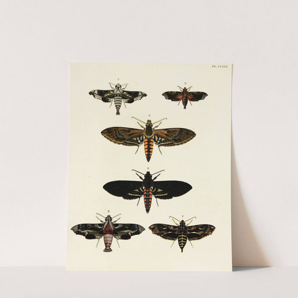 Foreign butterflies occurring in the three continents Asia, Africa and America Pl.024 (1779-1782) by Pieter Cramer