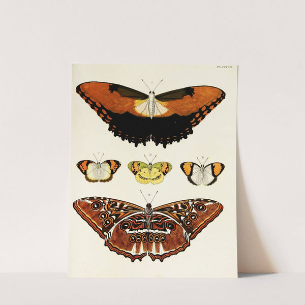 Foreign butterflies occurring in the three continents Asia, Africa and America Pl.025 (1779-1782) by Pieter Cramer