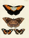 Foreign butterflies occurring in the three continents Asia, Africa and America Pl.026