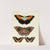 Foreign butterflies occurring in the three continents Asia, Africa and America Pl.026 (1779-1782) by Pieter Cramer