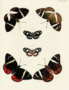 Foreign butterflies occurring in the three continents Asia, Africa and America Pl.030