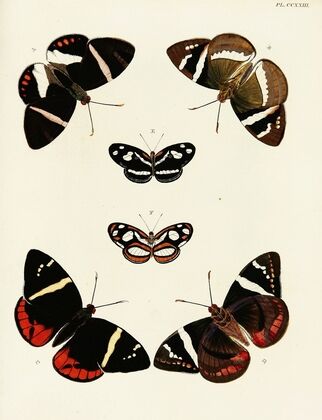 Foreign butterflies occurring in the three continents Asia, Africa and America Pl.030