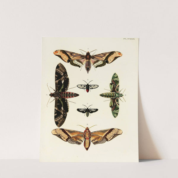 Foreign butterflies occurring in the three continents Asia, Africa and America Pl.031 (1779-1782) by Pieter Cramer