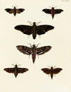 Foreign butterflies occurring in the three continents Asia, Africa and America Pl.032
