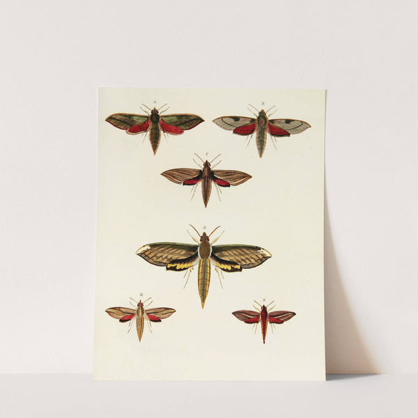 Foreign butterflies occurring in the three continents Asia, Africa and America Pl.033 (1779-1782) by Pieter Cramer