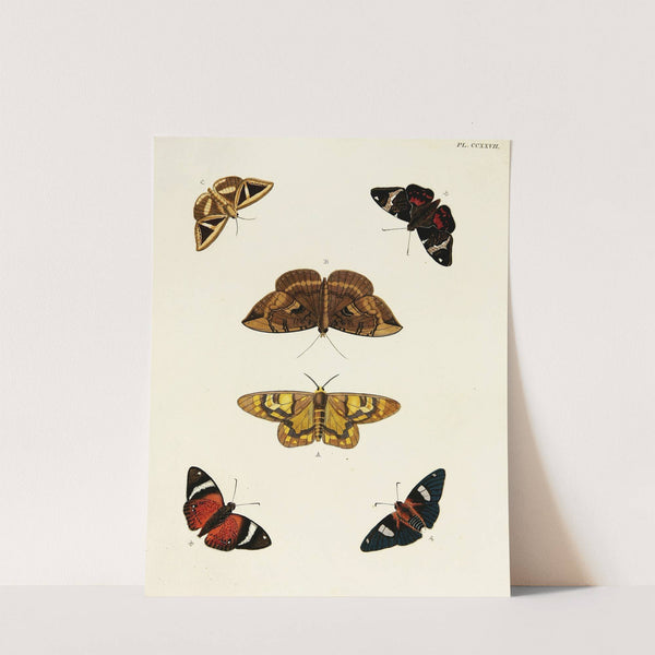 Foreign butterflies occurring in the three continents Asia, Africa and America Pl.034 (1779-1782) by Pieter Cramer