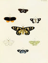 Foreign butterflies occurring in the three continents Asia, Africa and America Pl.035
