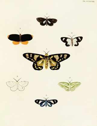 Foreign butterflies occurring in the three continents Asia, Africa and America Pl.035