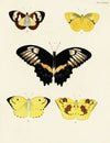 Foreign butterflies occurring in the three continents Asia, Africa and America Pl.036