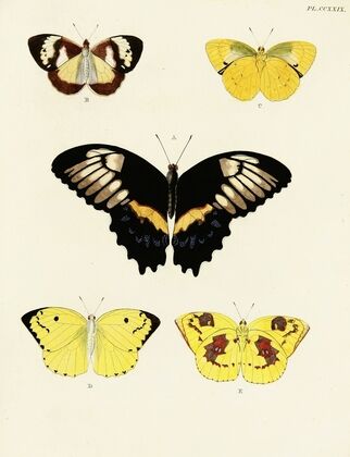 Foreign butterflies occurring in the three continents Asia, Africa and America Pl.036