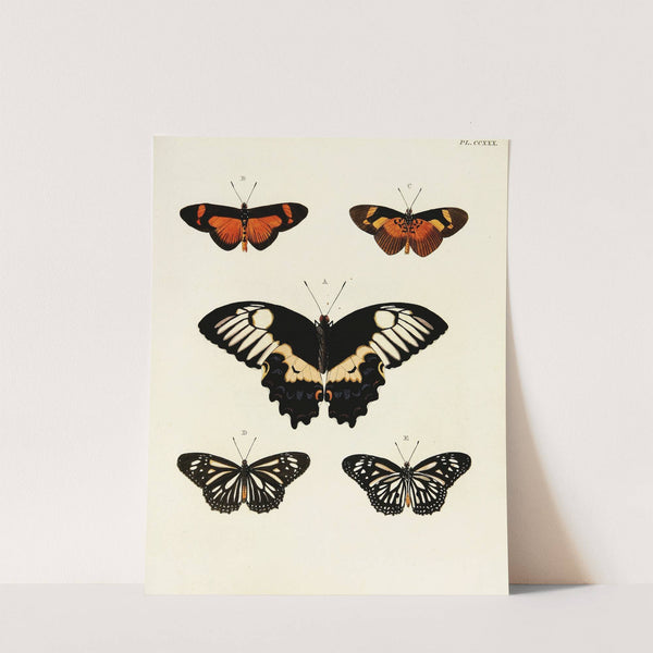 Foreign butterflies occurring in the three continents Asia, Africa and America Pl.037 (1779-1782) by Pieter Cramer