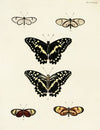 Foreign butterflies occurring in the three continents Asia, Africa and America Pl.038