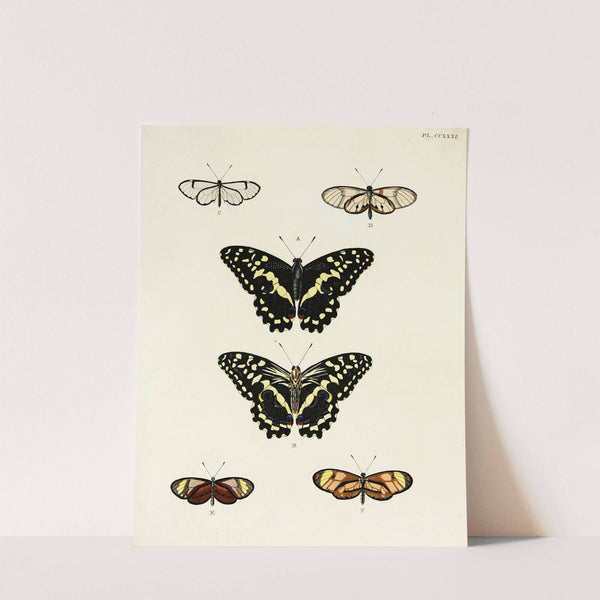 Foreign butterflies occurring in the three continents Asia, Africa and America Pl.038 (1779-1782) by Pieter Cramer