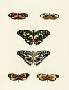 Foreign butterflies occurring in the three continents Asia, Africa and America Pl.039