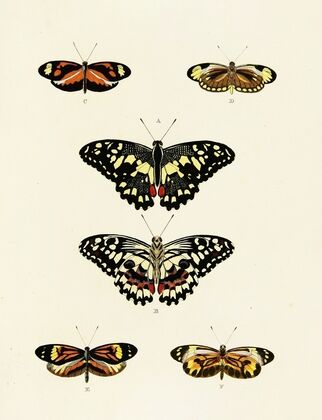 Foreign butterflies occurring in the three continents Asia, Africa and America Pl.039