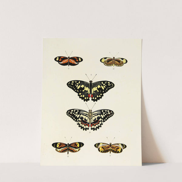 Foreign butterflies occurring in the three continents Asia, Africa and America Pl.039 (1779-1782) by Pieter Cramer