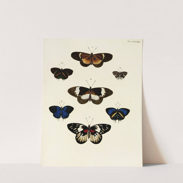 Foreign butterflies occurring in the three continents Asia, Africa and America Pl.040 (1779-1782) by Pieter Cramer