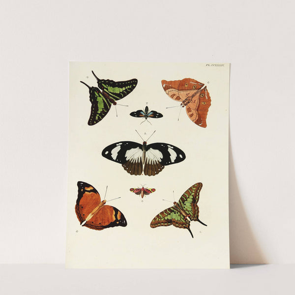 Foreign butterflies occurring in the three continents Asia, Africa and America Pl.041 (1779-1782) by Pieter Cramer