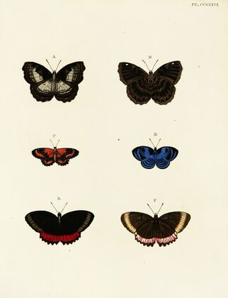 Foreign butterflies occurring in the three continents Asia, Africa and America Pl.043