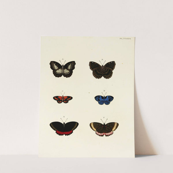 Foreign butterflies occurring in the three continents Asia, Africa and America Pl.043 (1779-1782) by Pieter Cramer